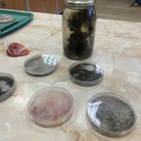 Prezentacja preparatów do badań mikroskopowych