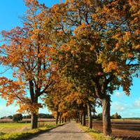 III miejsce w konkursie Kolory Jesieni Kaja Szpyrka