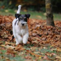 Wyróżnienie w konkursie Kolory Jesieni Lena Piotrowska
