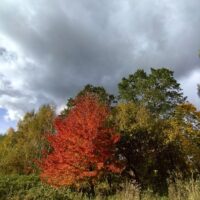 Wyróżnienie w konkursie Kolory Jesieni Szymon Śliwiński