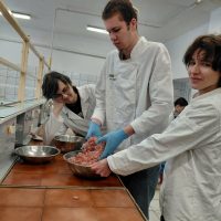 Wyrabianie masy mięsnej